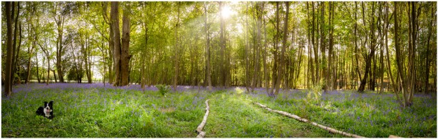 Bluebell-Pano
