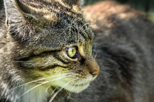 british-wildlife-centre-2