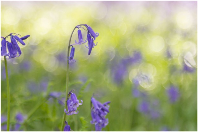 Bluebell-1jpg