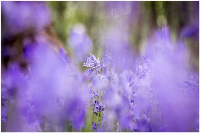 Bluebell-2